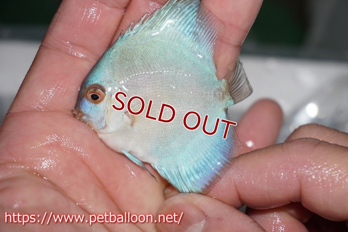 画像2: 【ディスカス】ハイボディスーパーブルーダイヤモンド【３匹】【サンプル画像】5cm（生体）ペナン　ブリーダー コイケンロック (2)