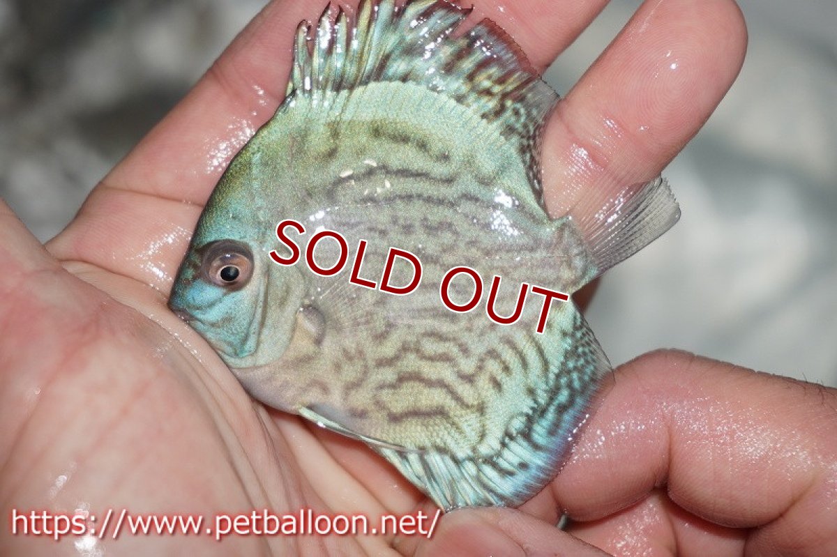 画像2: 【ディスカス】メタリックコバルトブルーターコイズ【５匹】【サンプル画像】5cm（生体）ペナン　ブリーダー コイケンロック (2)