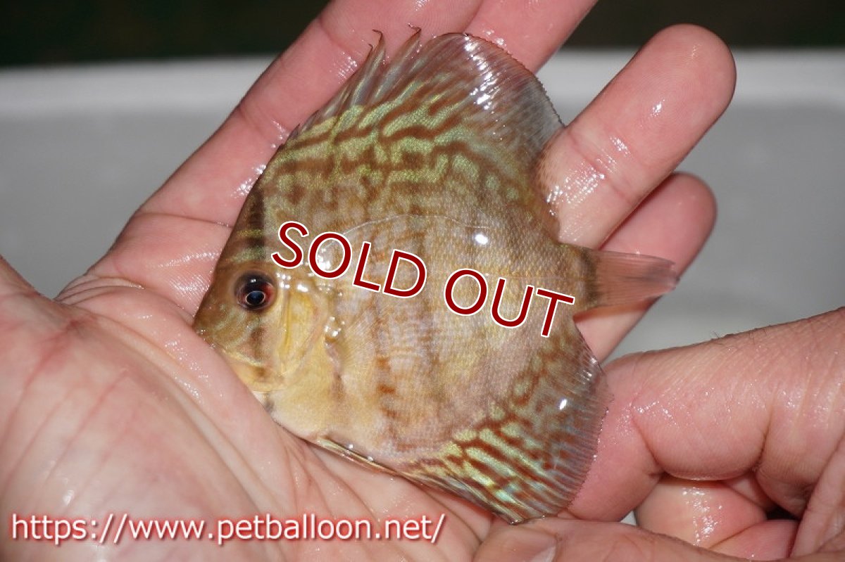 画像2: 【ディスカス】オールドタイプ第三系統【１匹】【サンプル画像】6-7cm（生体）国産ディスカス　京都産 (2)