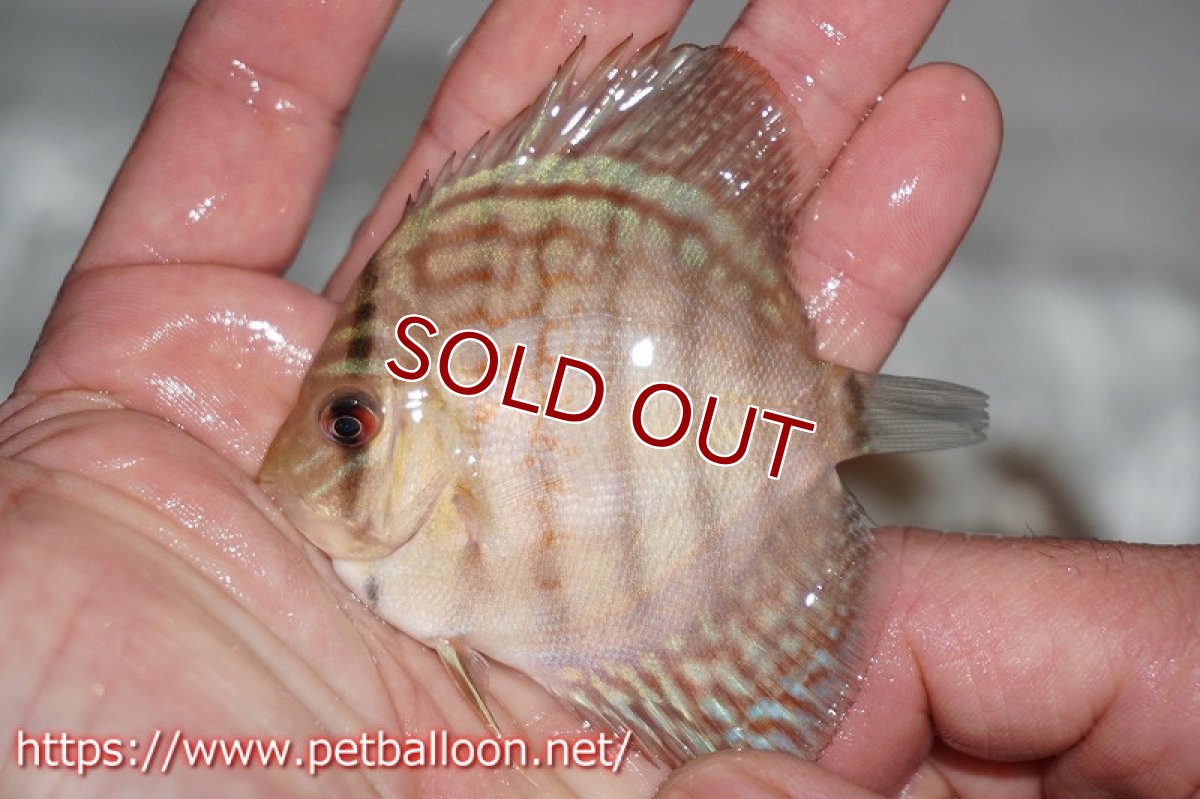 画像4: 【ディスカス】オールドタイプ第三系統【５匹】【サンプル画像】6-7cm（生体）国産ディスカス　京都産 (4)