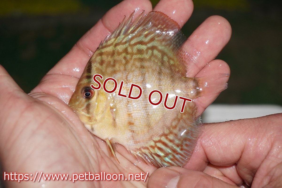 画像3: 【ディスカス】オールドタイプ第三系統【10匹】【サンプル画像】6-7cm（生体）国産ディスカス　京都産 (3)