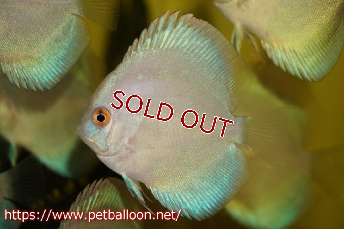 画像2: 【ディスカス】マーキュリー【１匹】【サンプル画像】6cm（生体）ペナン　ブリーダーTAN CHEE LOK (2)