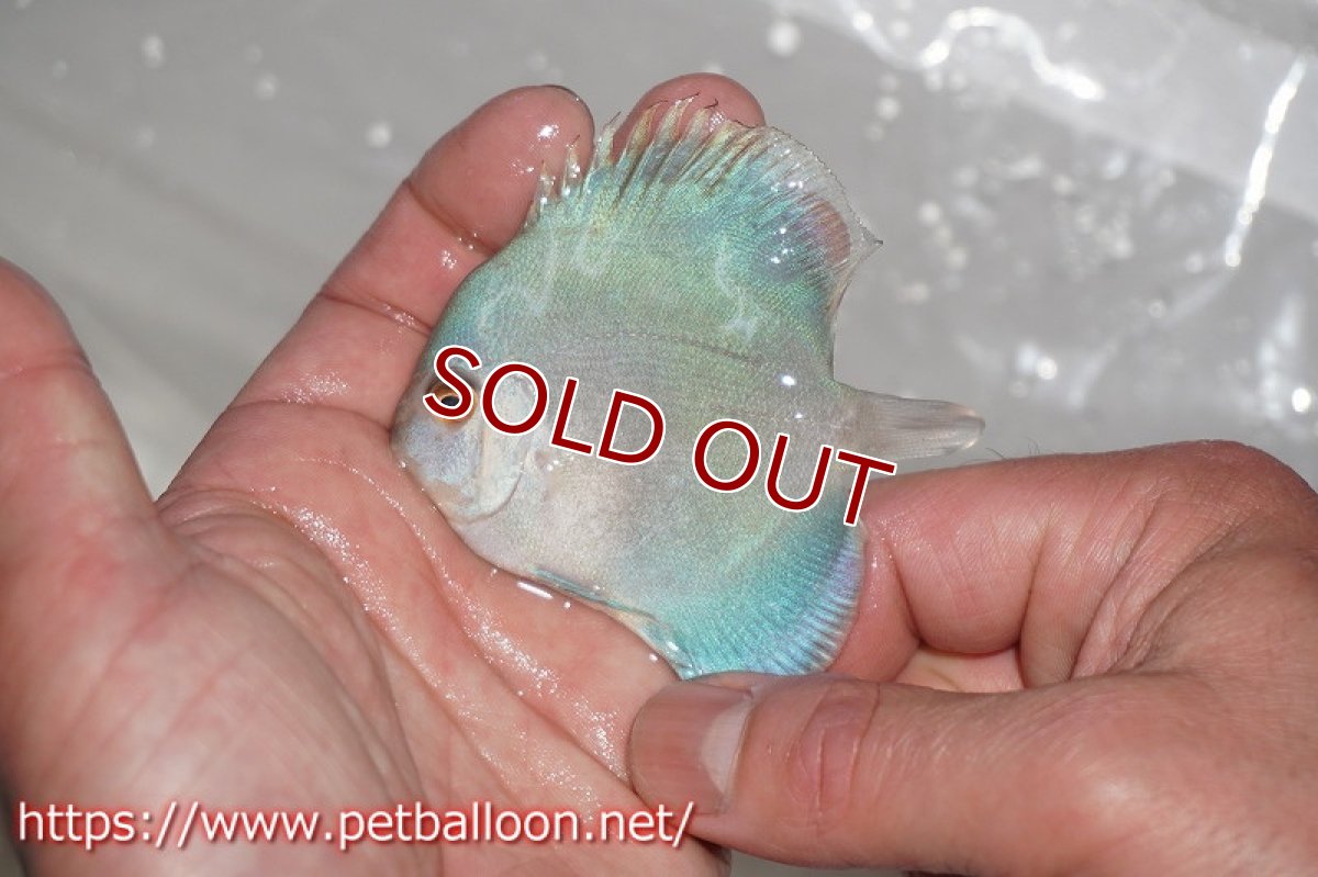 画像3: 【ディスカス】マーキュリー【１匹】【サンプル画像】6cm（生体）ペナン　ブリーダーTAN CHEE LOK (3)