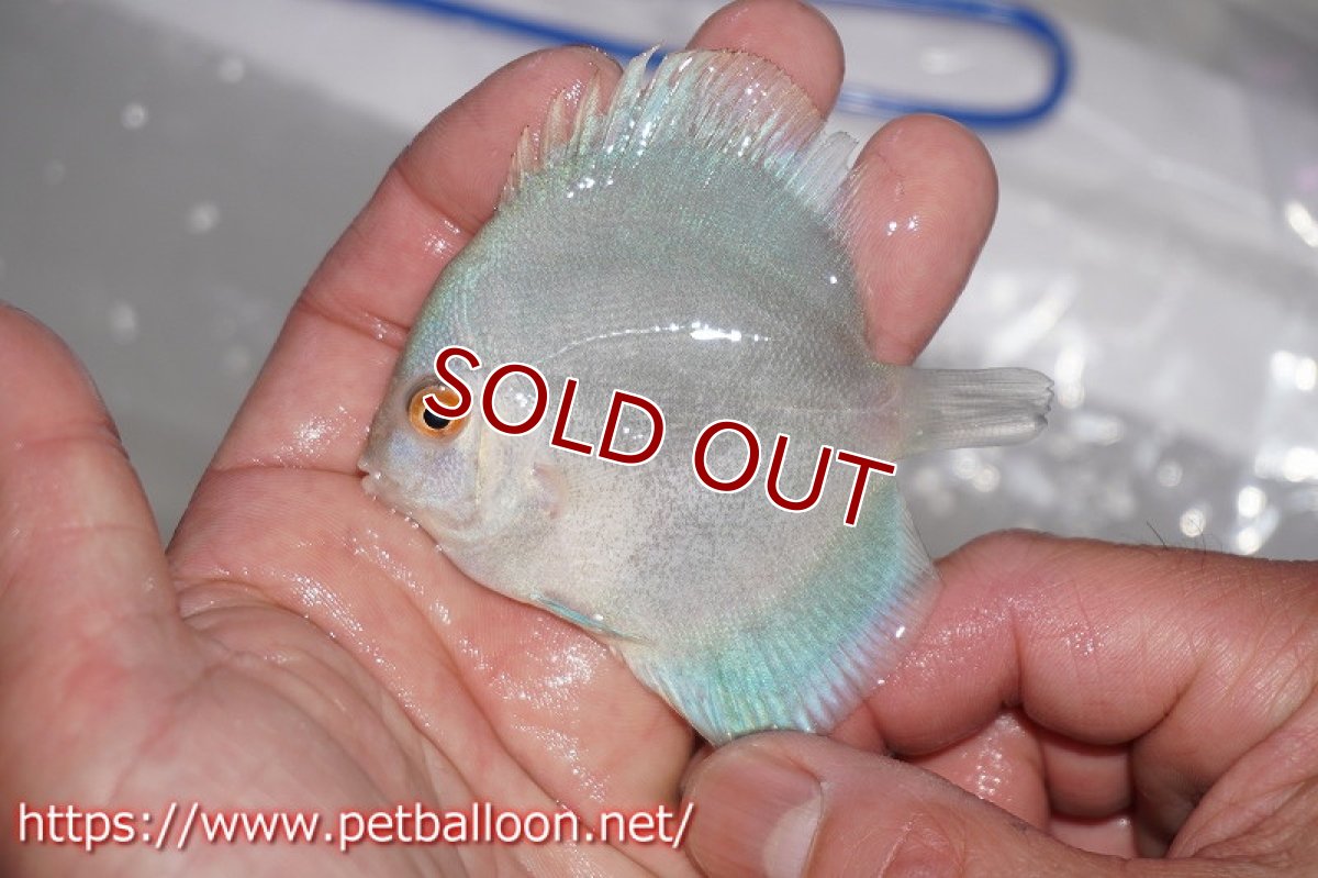 画像4: 【ディスカス】マーキュリー【３匹】【サンプル画像】6cm（生体）ペナン　ブリーダーTAN CHEE LOK (4)