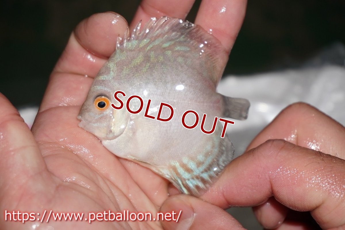 画像2: 【ディスカス】ホワイトバタフライ【５匹】【サンプル画像】6cm（生体）ペナン　ブリーダーTAN CHEE LOK (2)