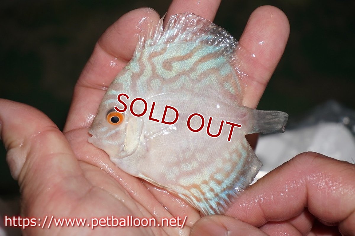 画像3: 【ディスカス】ホワイトバタフライ【５匹】【サンプル画像】6cm（生体）ペナン　ブリーダーTAN CHEE LOK (3)