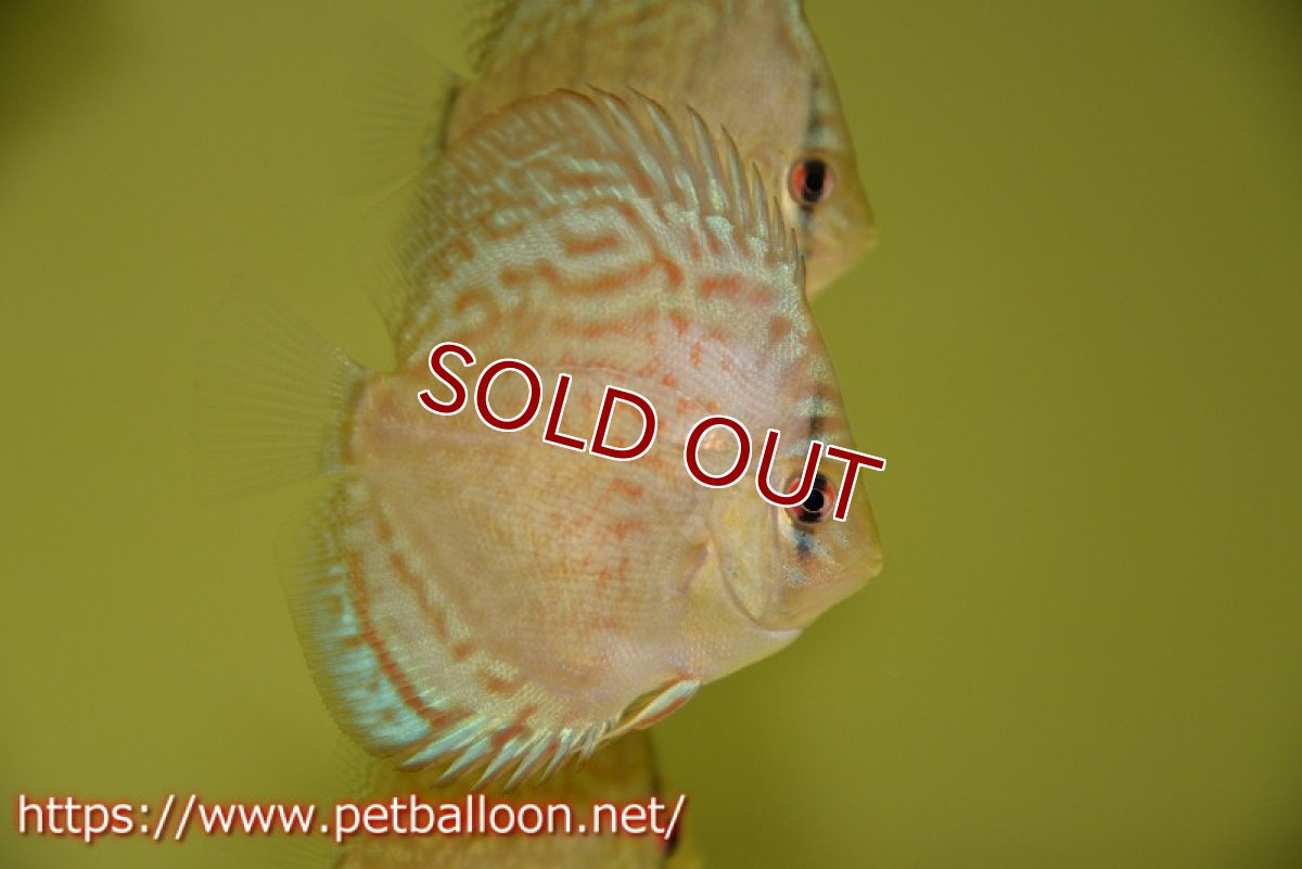 画像2: 【ディスカス】2022セルーリア【１匹】【サンプル画像】6cm（生体）国産ディスカス　京都産 (2)