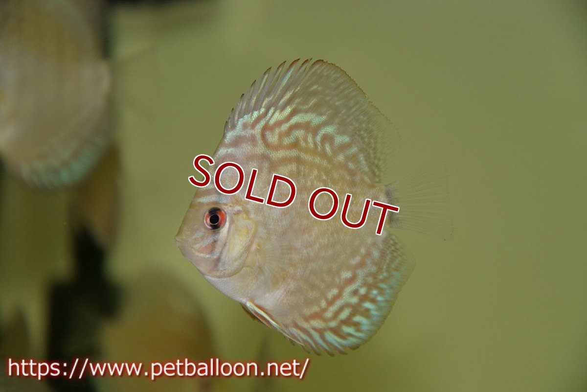 画像3: 【ディスカス】2022セルーリア【１匹】【サンプル画像】6cm（生体）国産ディスカス　京都産 (3)