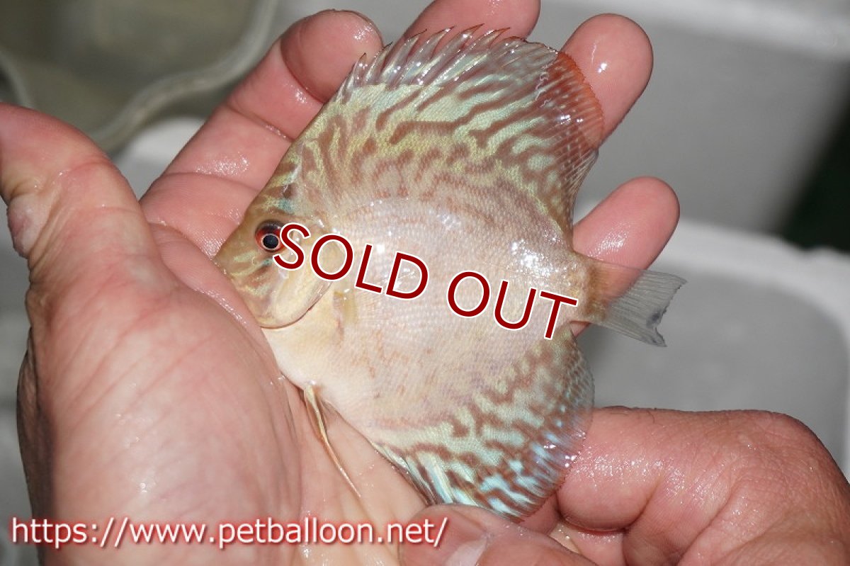 画像4: 【ディスカス】2022セルーリア【8匹】【サンプル画像】6cm（生体）国産ディスカス　京都産 (4)