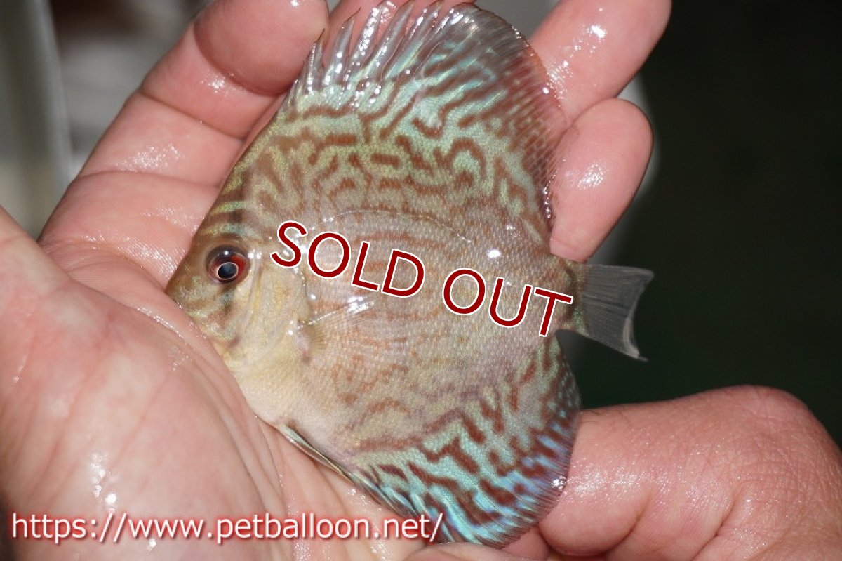 画像5: 【ディスカス】2022セルーリア【10匹】【サンプル画像】6cm（生体）国産ディスカス　京都産 (5)