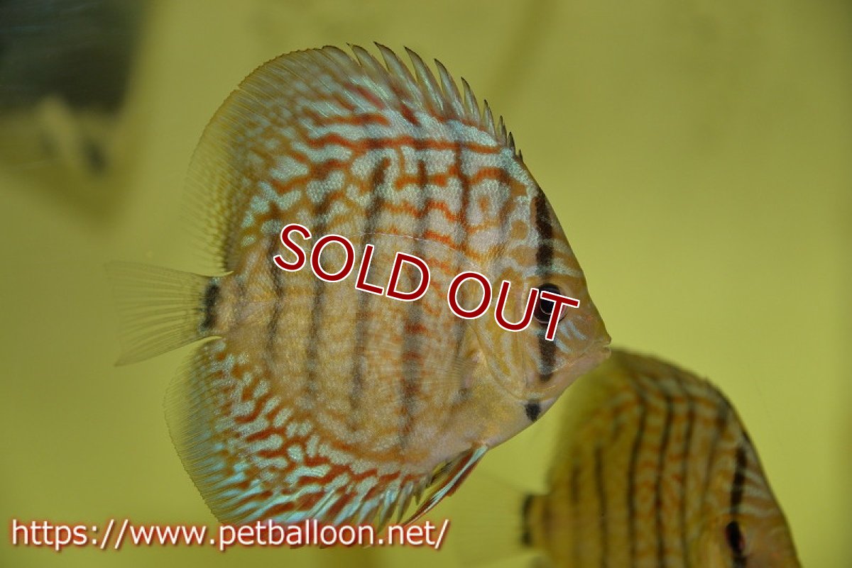 画像2: 【ディスカス】オールドタイプ第三系統【１匹】【サンプル画像】8-9cm（生体）国産ディスカス　京都産 (2)