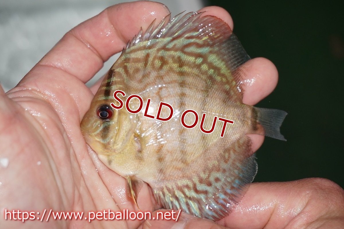 画像4: 【ディスカス】オールドタイプ第三系統【１匹】【サンプル画像】8-9cm（生体）国産ディスカス　京都産 (4)