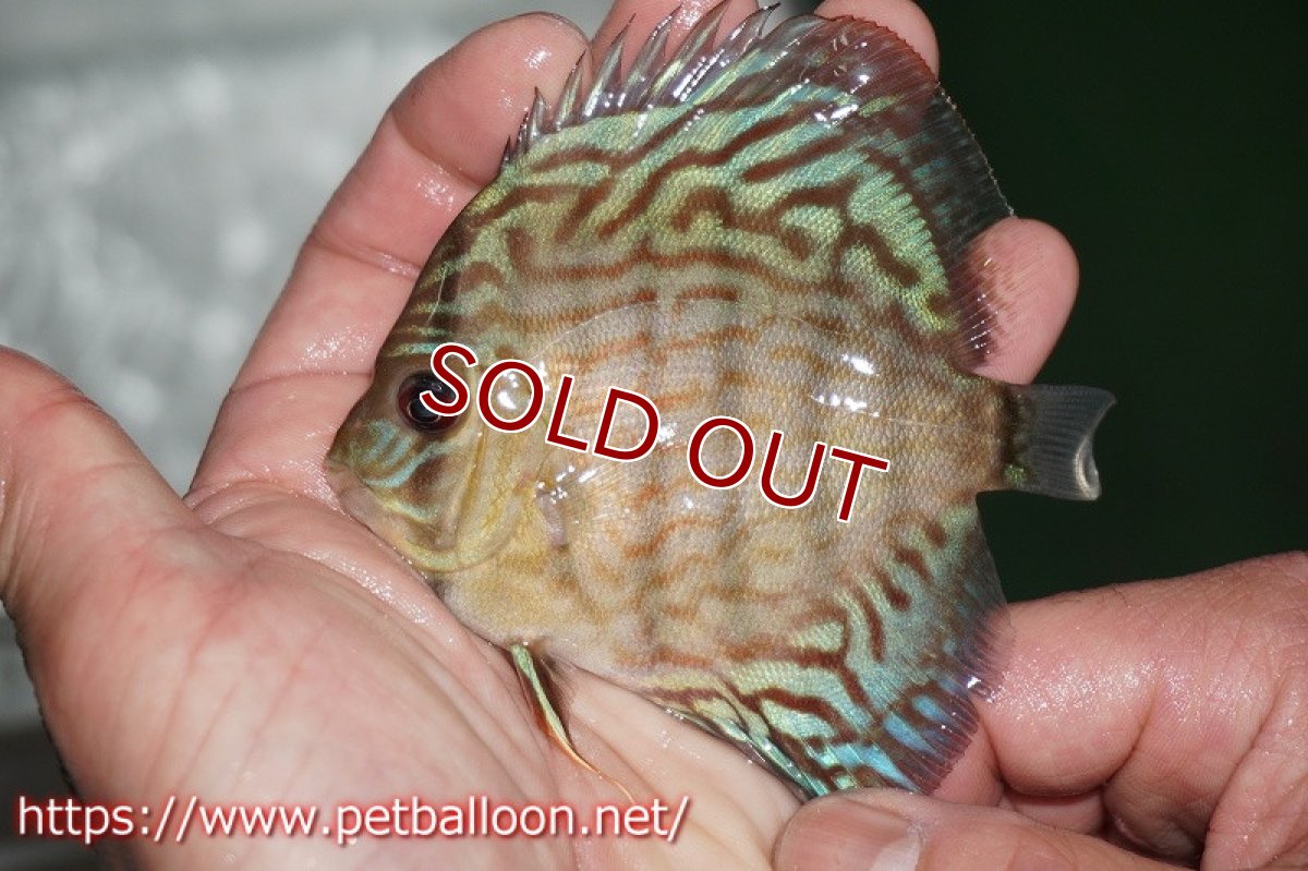 画像3: 【ディスカス】オールドタイプ第三系統【５匹】【サンプル画像】8-9cm（生体）国産ディスカス　京都産 (3)