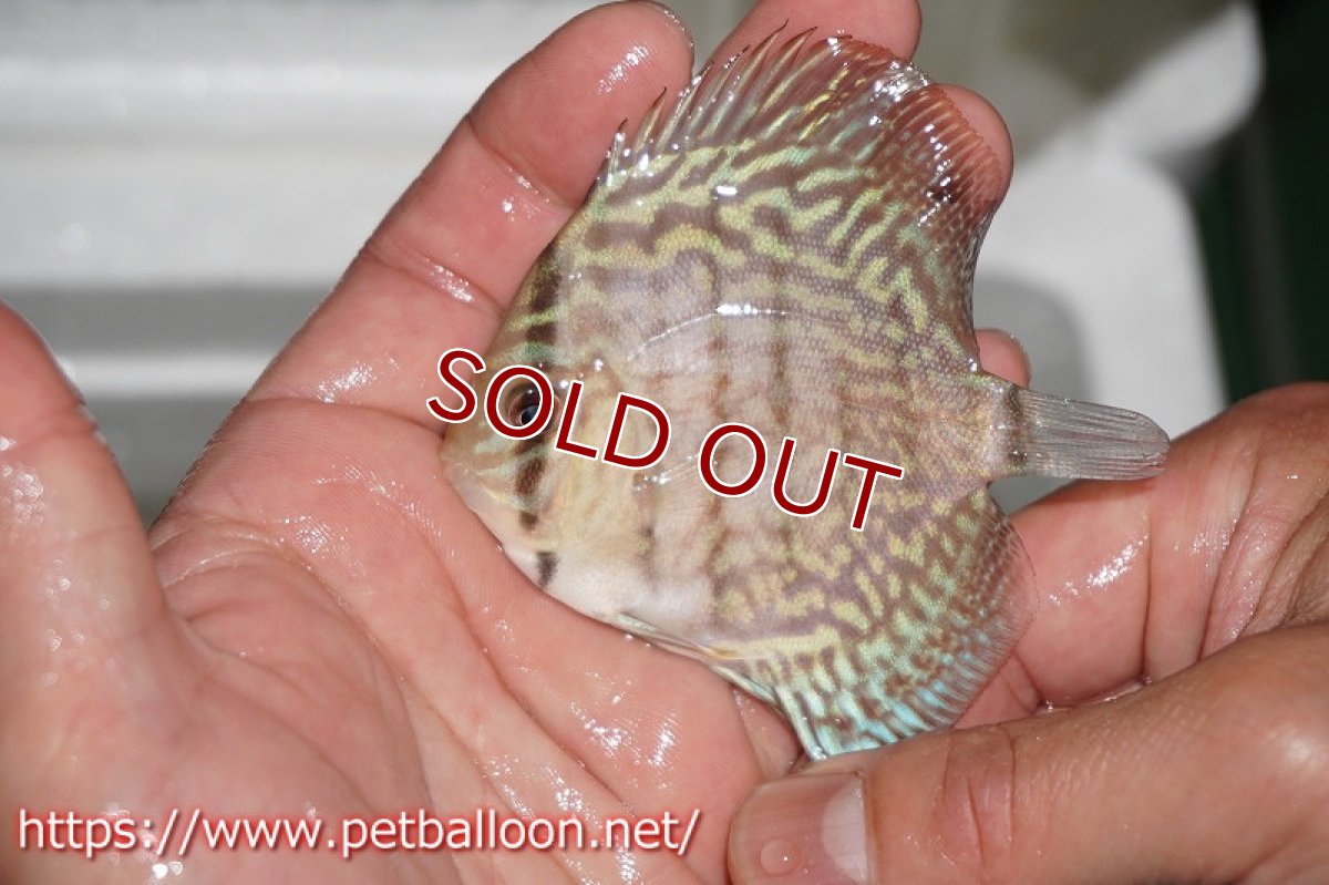 画像2: 【ディスカス】オールドタイプ第三系統クロスセルーリア【10匹】【サンプル画像】6cm（生体）国産ディスカス　京都産 (2)