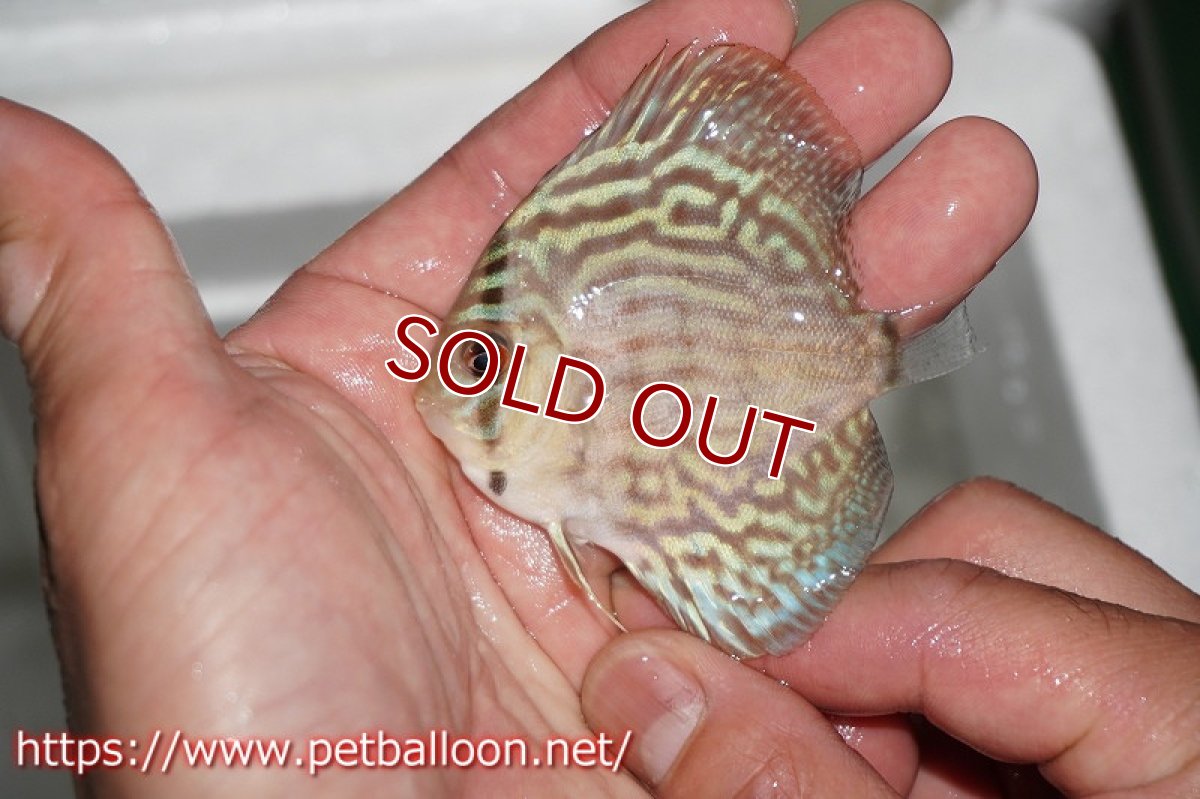 画像3: 【ディスカス】オールドタイプ第三系統クロスセルーリア【10匹】【サンプル画像】6cm（生体）国産ディスカス　京都産 (3)