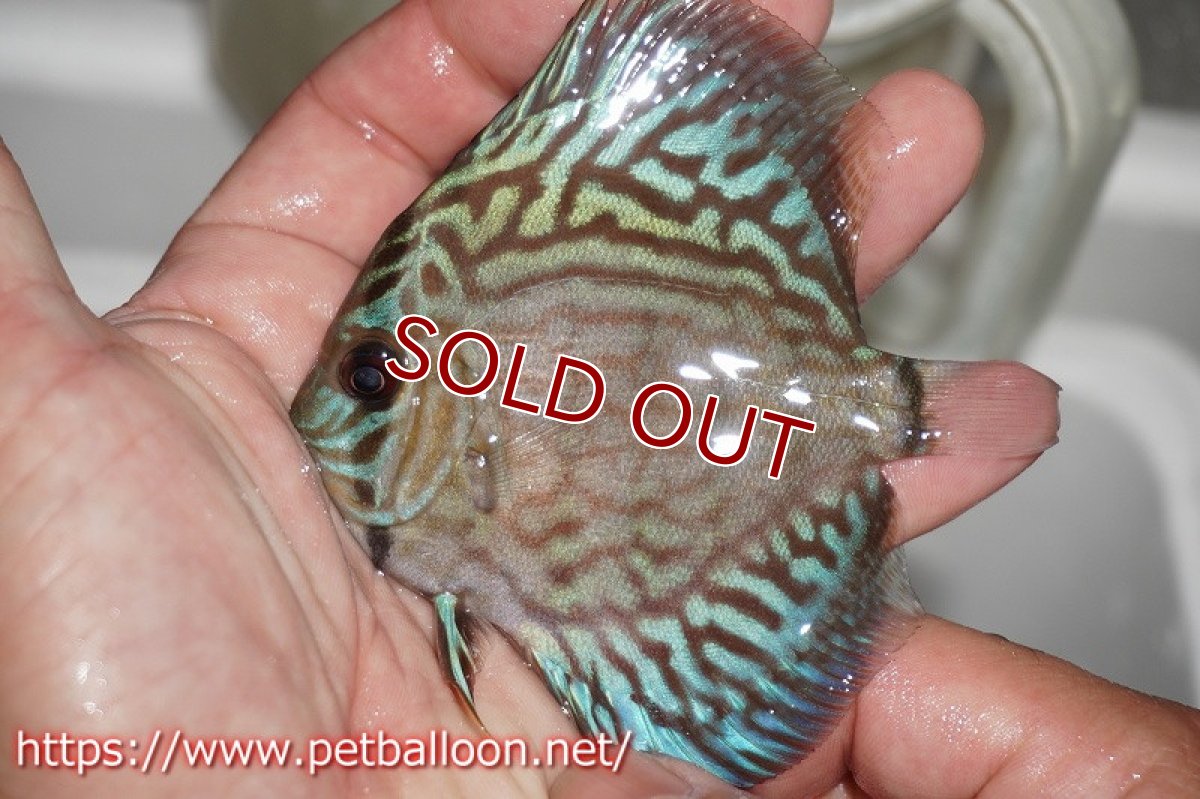 画像3: 【ディスカス】オールドタイプ第三系統クロスセルーリア【１匹】【サンプル画像】7-8cm（生体）国産ディスカス　京都産 (3)