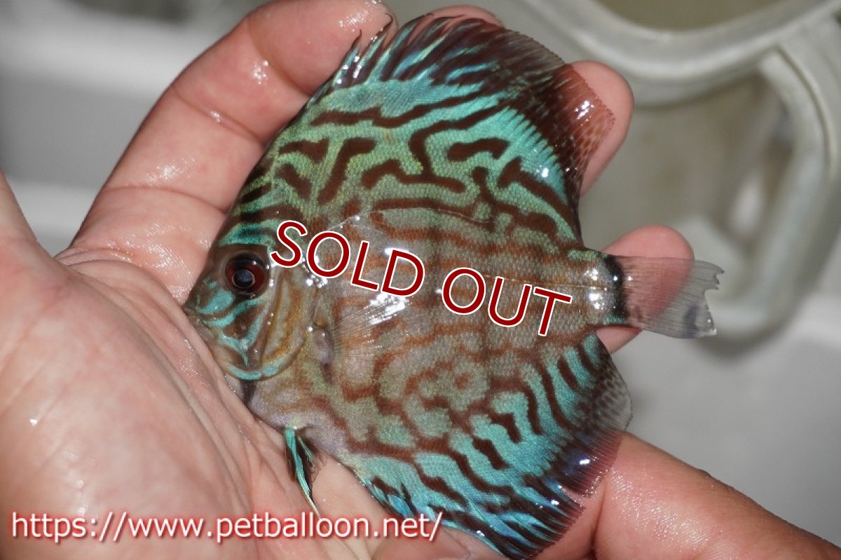 画像4: 【ディスカス】オールドタイプ第三系統クロスセルーリア【１匹】【サンプル画像】7-8cm（生体）国産ディスカス　京都産 (4)