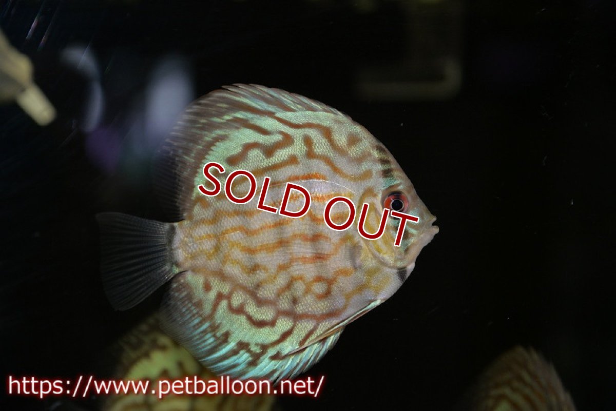 画像2: 【ディスカス】オールドタイプ第三系統クロスセルーリア【8匹】【サンプル画像】7-8cm（生体）国産ディスカス　京都産 (2)