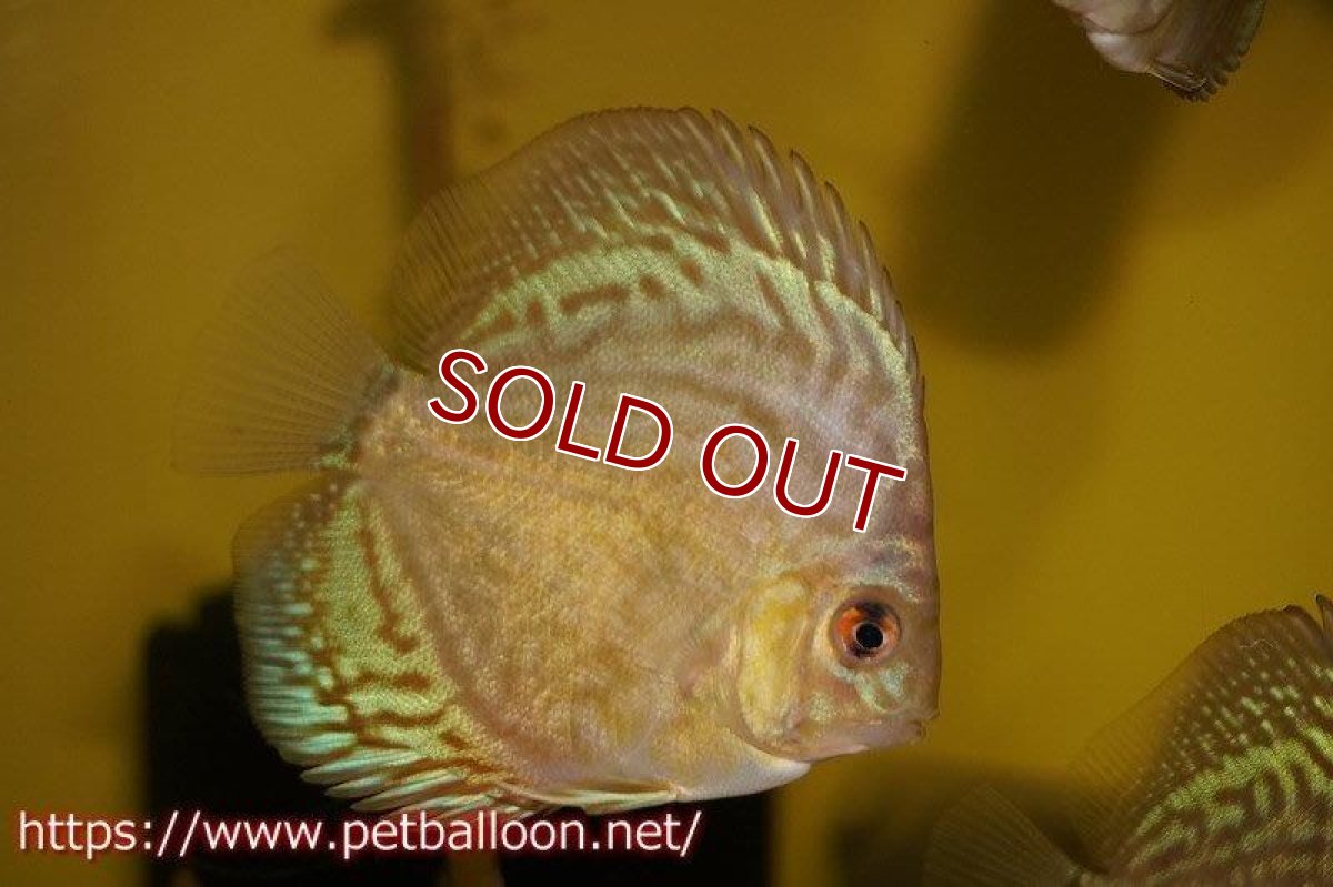 画像6: 【ディスカス】オールドジャックワットレー セルーリア【１匹】【サンプル画像】6-7cm（生体）国産ディスカス　京都産 (6)