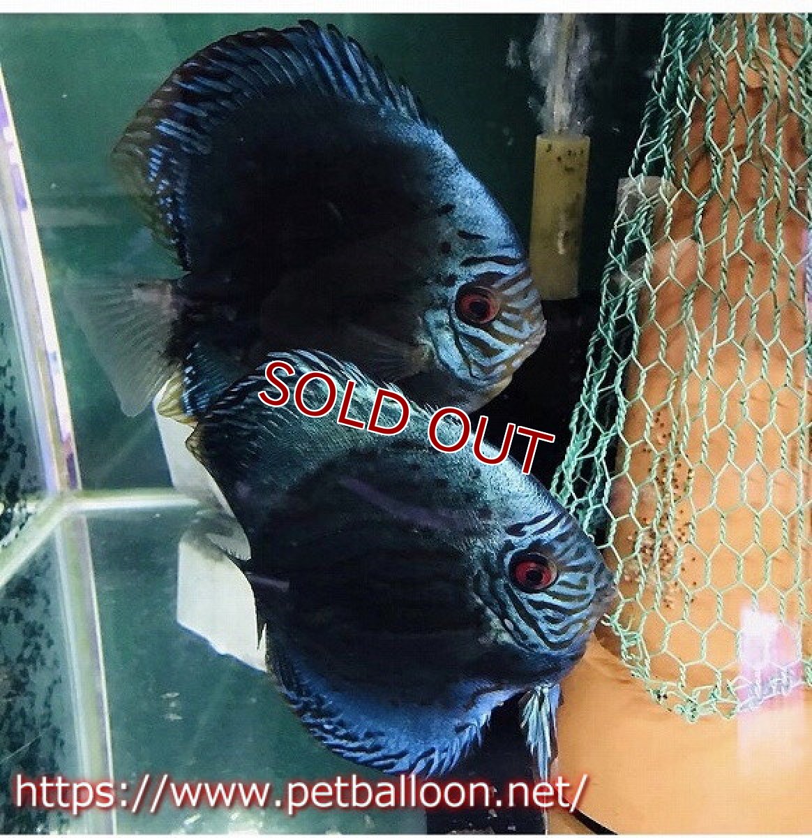 画像9: 【ディスカス】オールドジャックワットレー セルーリア【１匹】【サンプル画像】6-7cm（生体）国産ディスカス　京都産 (9)