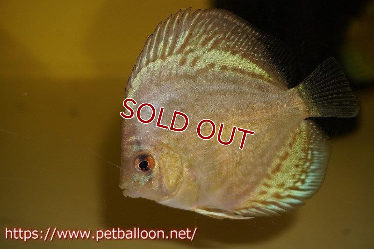 画像5: 【ディスカス】オールドジャックワットレー セルーリア【3匹】【サンプル画像】6-7cm（生体）国産ディスカス　京都産 (5)