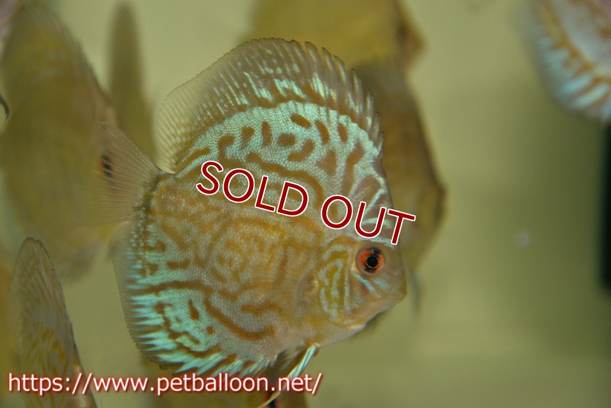 画像2: 【ディスカス】オールドジャックワットレー セルーリア【8匹】【サンプル画像】6-7cm（生体）国産ディスカス　京都産 (2)