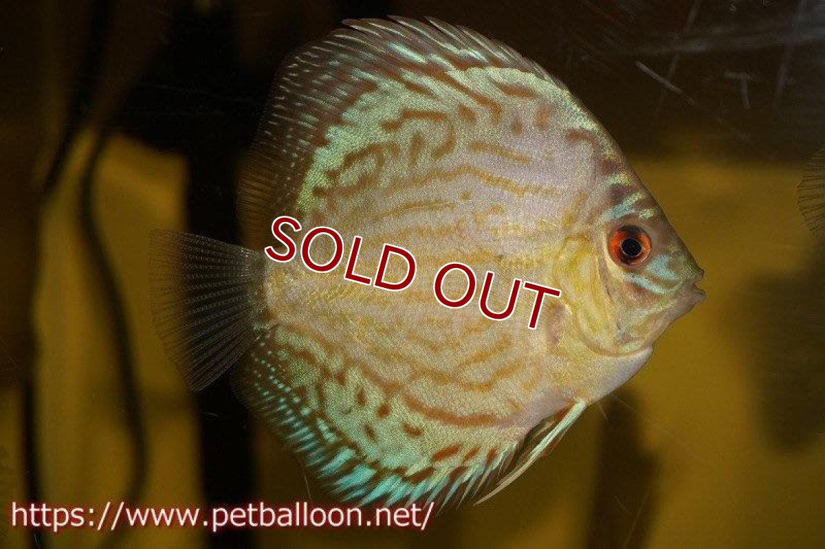 画像3: 【ディスカス】オールドジャックワットレー セルーリア【8匹】【サンプル画像】6-7cm（生体）国産ディスカス　京都産 (3)