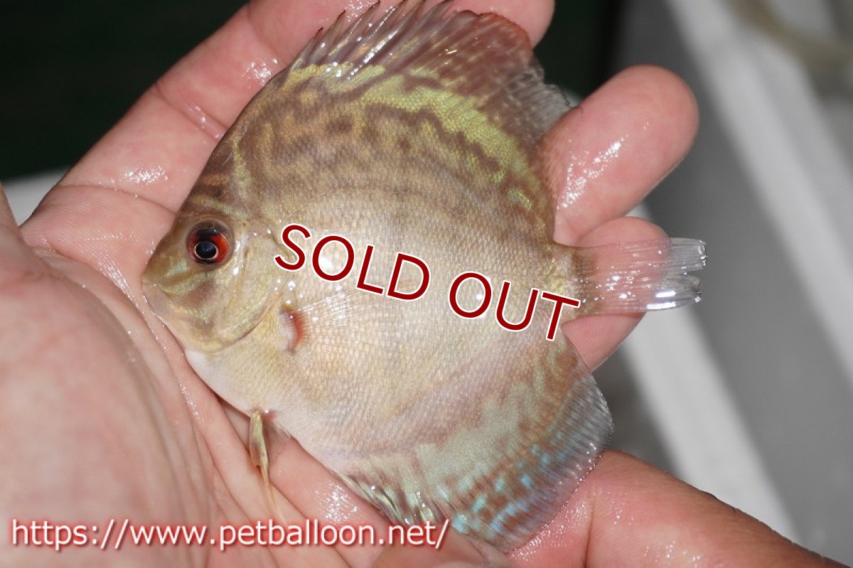 画像8: 【ディスカス】オールドジャックワットレー セルーリア【8匹】【サンプル画像】6-7cm（生体）国産ディスカス　京都産 (8)