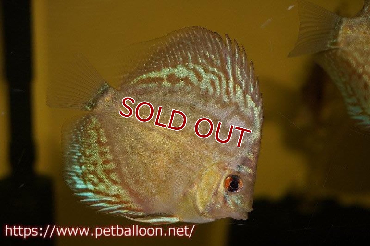 画像4: 【ディスカス】オールドジャックワットレー セルーリア【10匹】【サンプル画像】6-7cm（生体）国産ディスカス　京都産 (4)