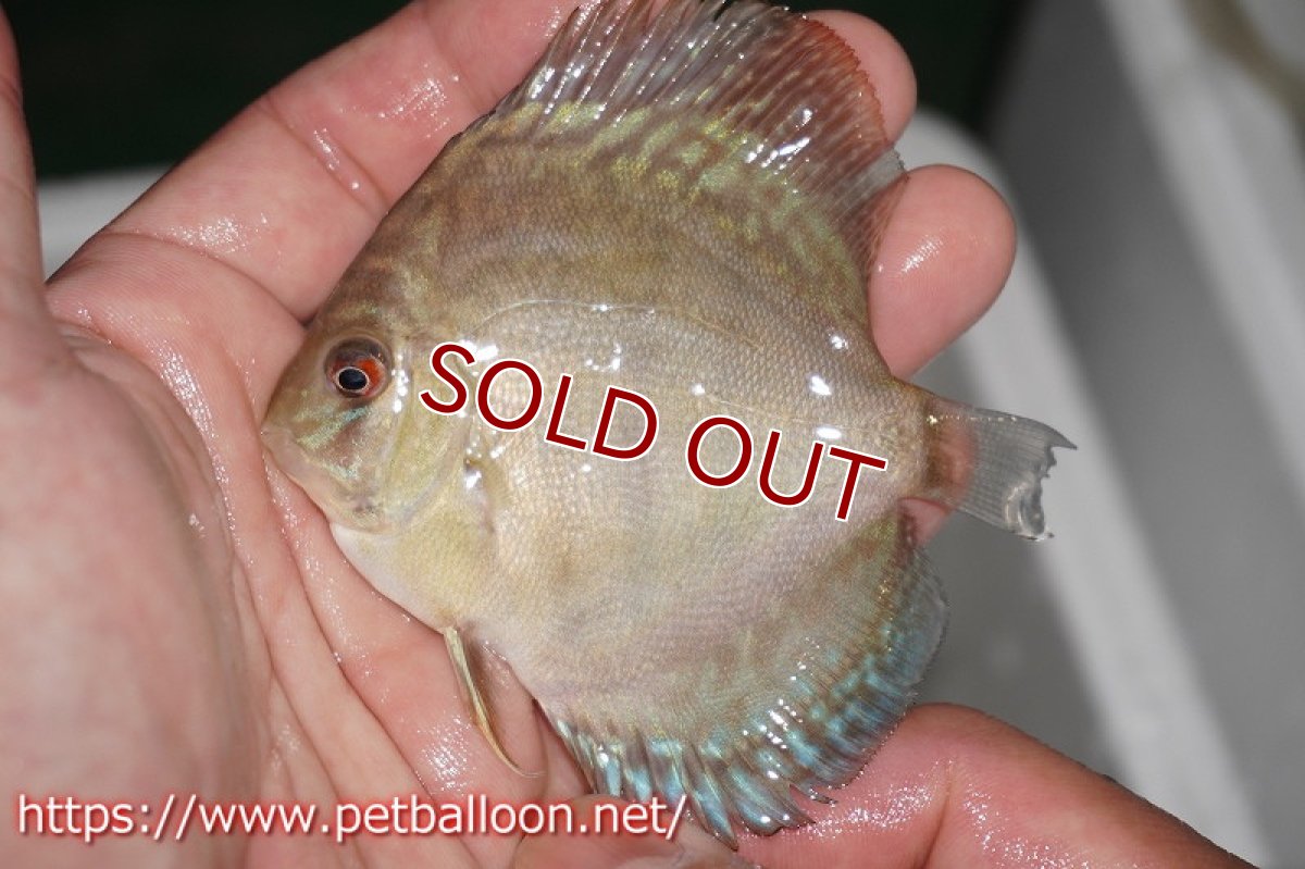 画像7: 【ディスカス】オールドジャックワットレー セルーリア【10匹】【サンプル画像】6-7cm（生体）国産ディスカス　京都産 (7)