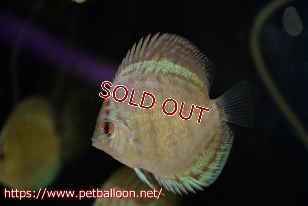 画像2: 【ディスカス】2021セルーリア【１匹】【サンプル画像】6-7cm（生体）国産ディスカス　京都産 (2)