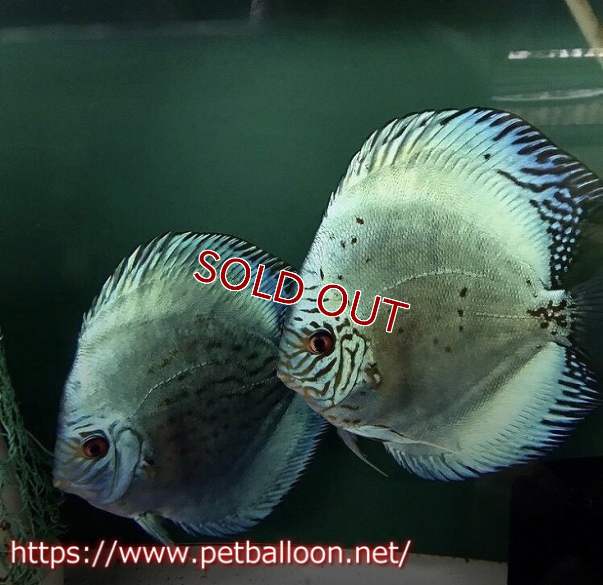 画像5: 【ディスカス】2021セルーリア【5匹】【サンプル画像】6-7cm（生体）国産ディスカス　京都産 (5)