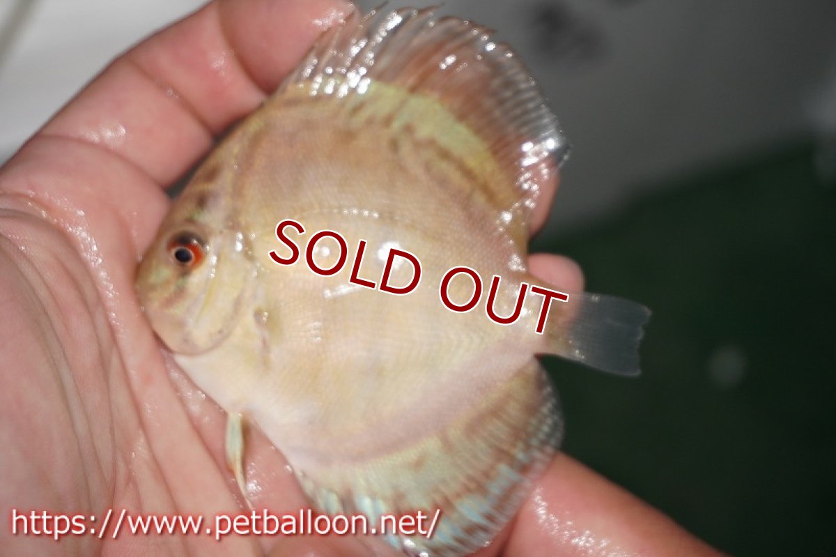 画像3: 【ディスカス】2021セルーリア【10匹】【サンプル画像】6-7cm（生体）国産ディスカス　京都産 (3)