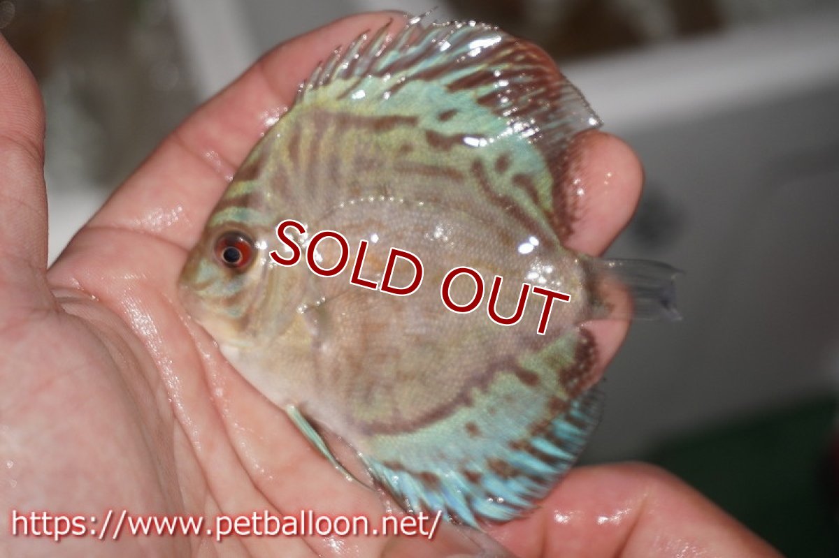 画像4: 【ディスカス】2021セルーリア【10匹】【サンプル画像】6-7cm（生体）国産ディスカス　京都産 (4)