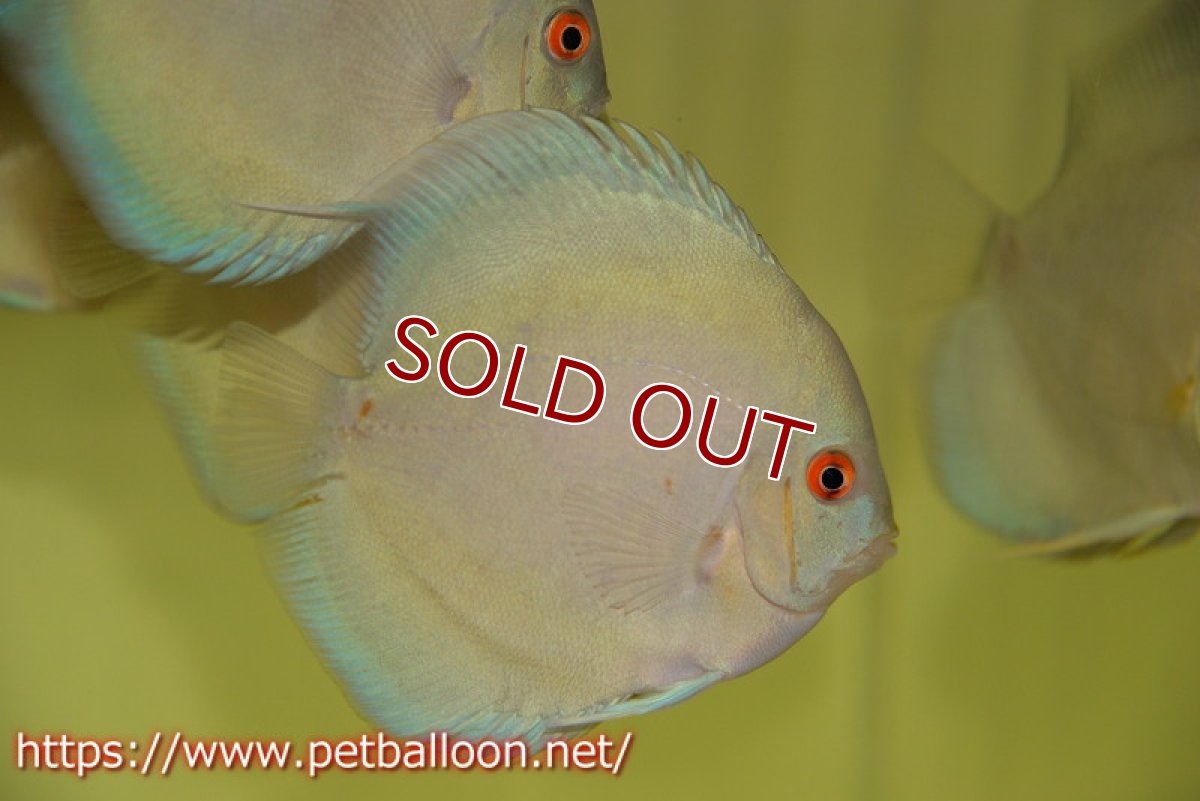 画像2: 【ディスカス】スーパーブルーダイヤモンド【3匹】【サンプル画像】11cm（生体）マレーシア シークレットファーム (2)