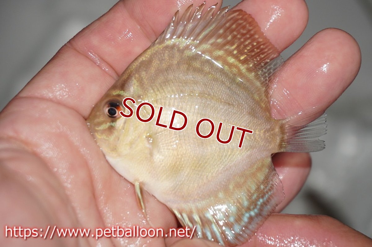 画像2: 【ディスカス】プレミアムセルーリア【3匹】【サンプル画像】5cm（生体） (2)