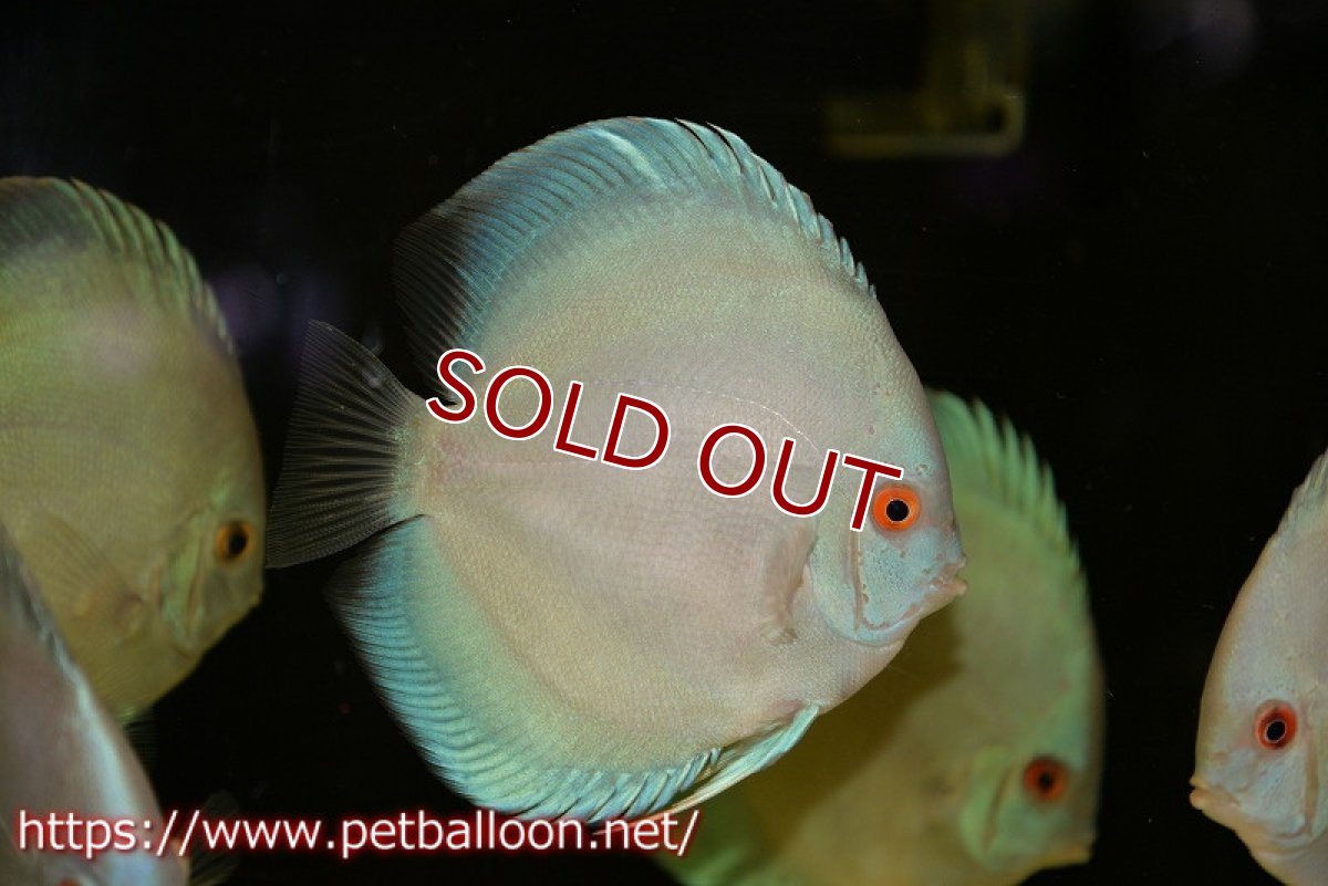 画像2: 【ディスカス】オーシャングリーン 【１匹】【サンプル画像】11-12cm（生体）ペナン　ブリーダーTAN CHEE LOK (2)