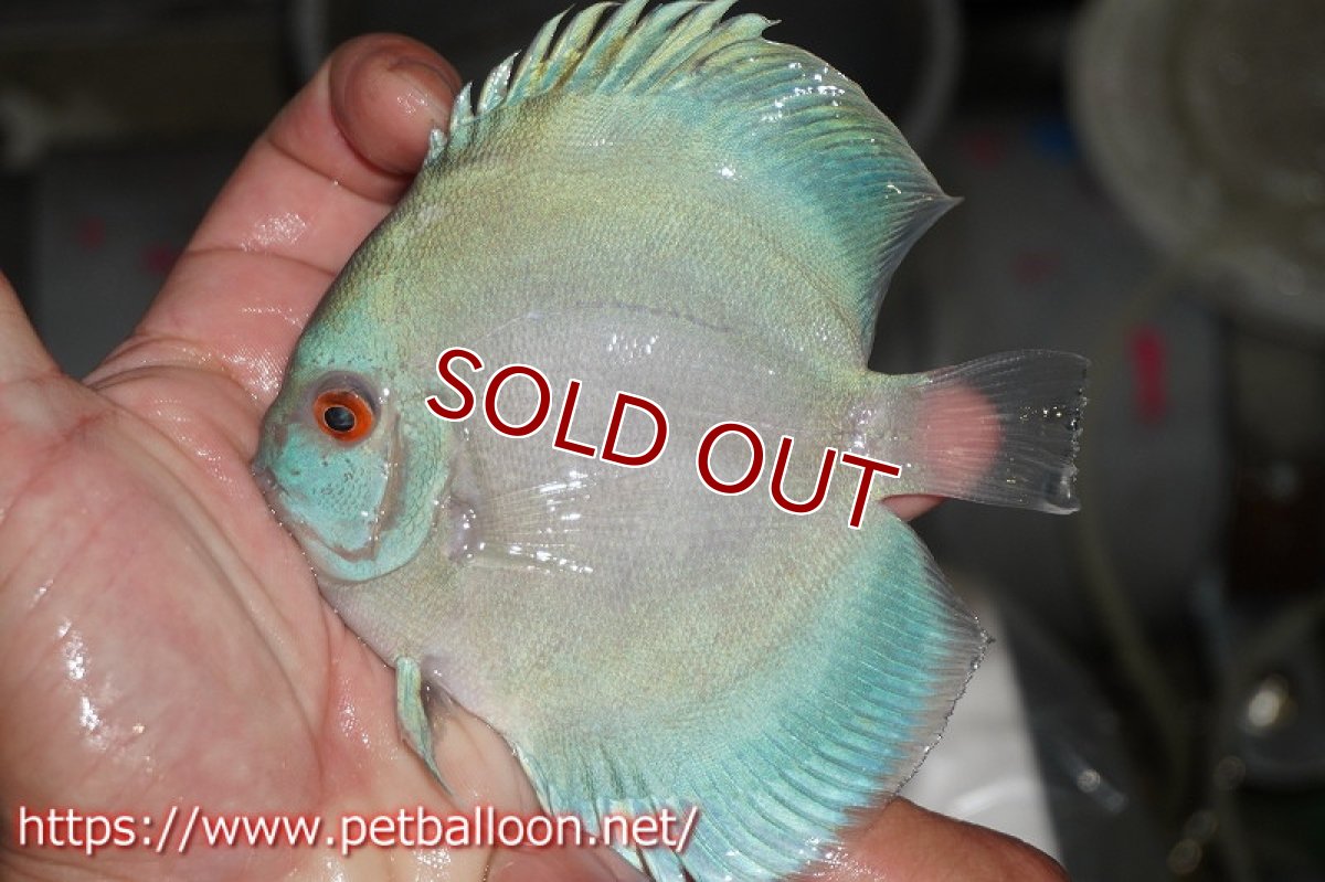 画像3: 【ディスカス】オーシャングリーン 【１匹】【サンプル画像】11-12cm（生体）ペナン　ブリーダーTAN CHEE LOK (3)