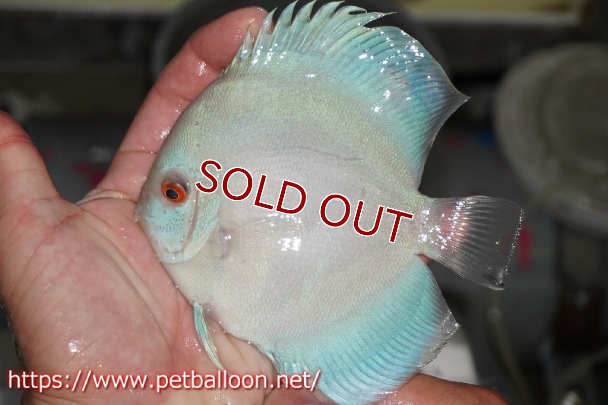 画像4: 【ディスカス】オーシャングリーン 【１匹】【サンプル画像】11-12cm（生体）ペナン　ブリーダーTAN CHEE LOK (4)