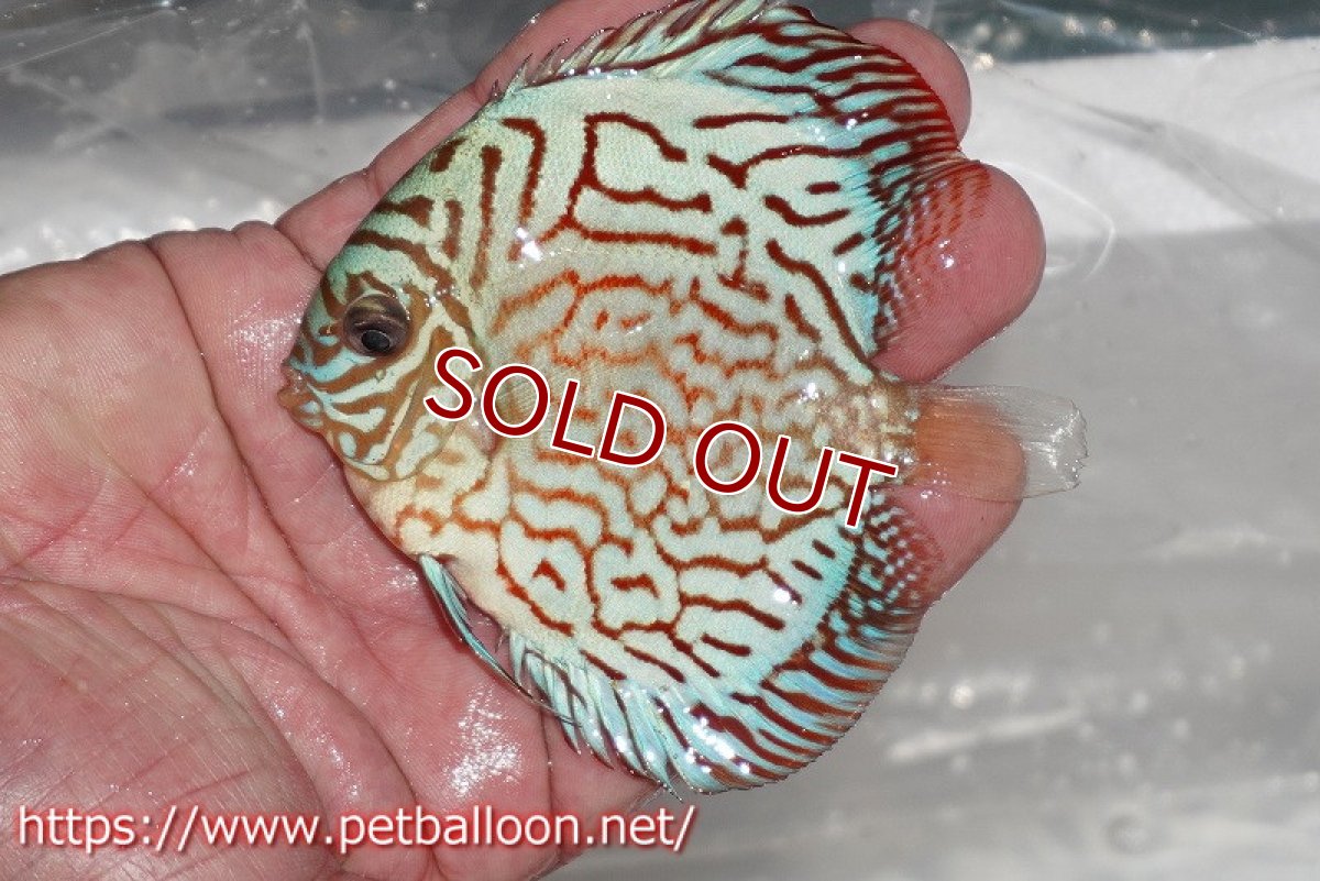 画像4: 【ディスカス】コバルトブルータイガー【１匹】【サンプル画像】9-10cm（生体）ペナン　ブリーダー コイケンロック (4)