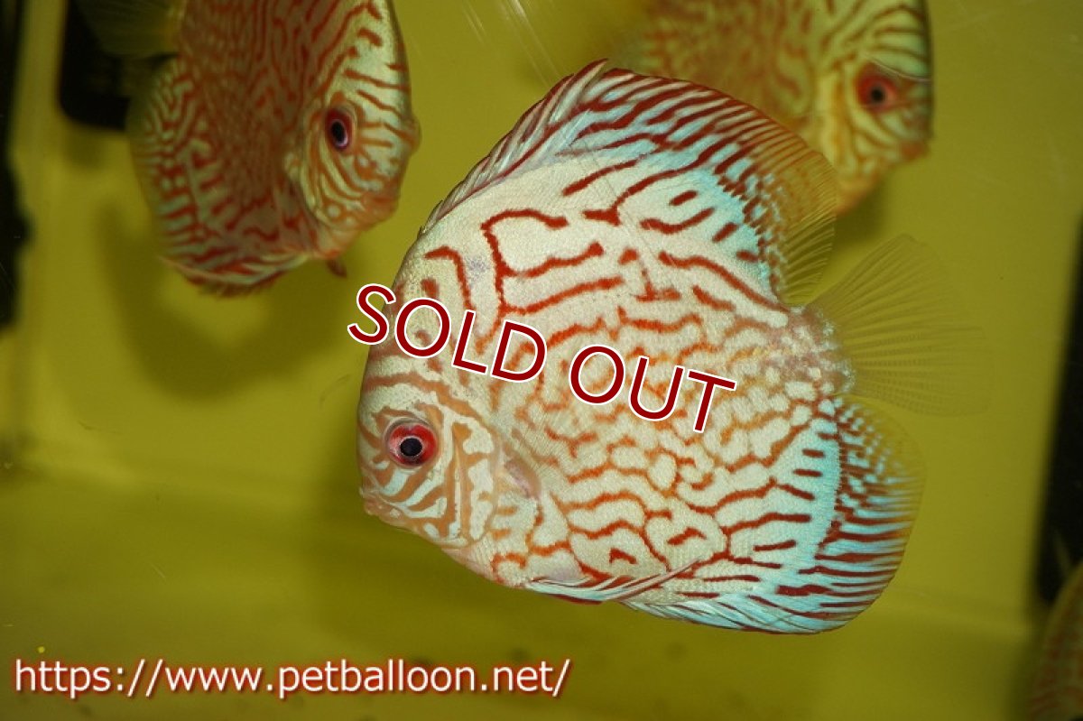 画像2: 【ディスカス】コバルトブルータイガー【5匹】【サンプル画像】9-10cm（生体）ペナン　ブリーダー コイケンロック (2)