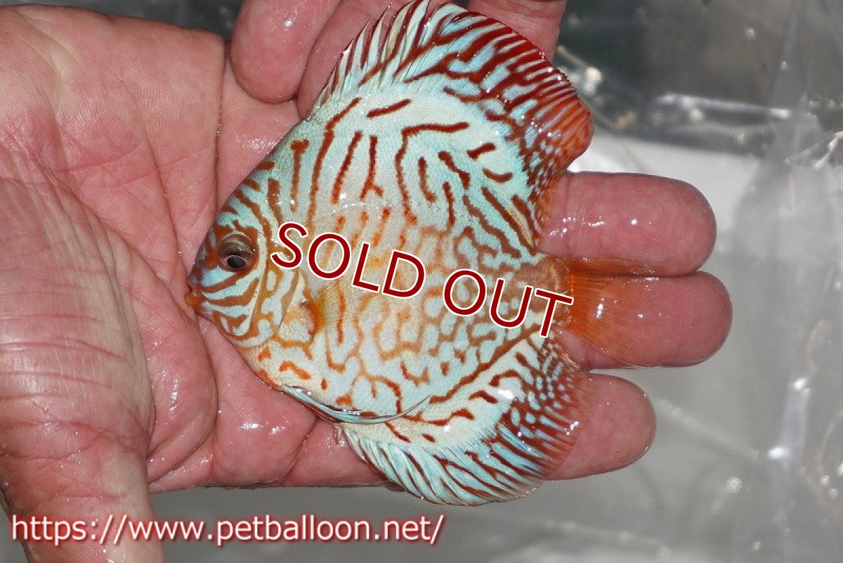 画像3: 【ディスカス】コバルトブルータイガー【5匹】【サンプル画像】9-10cm（生体）ペナン　ブリーダー コイケンロック (3)