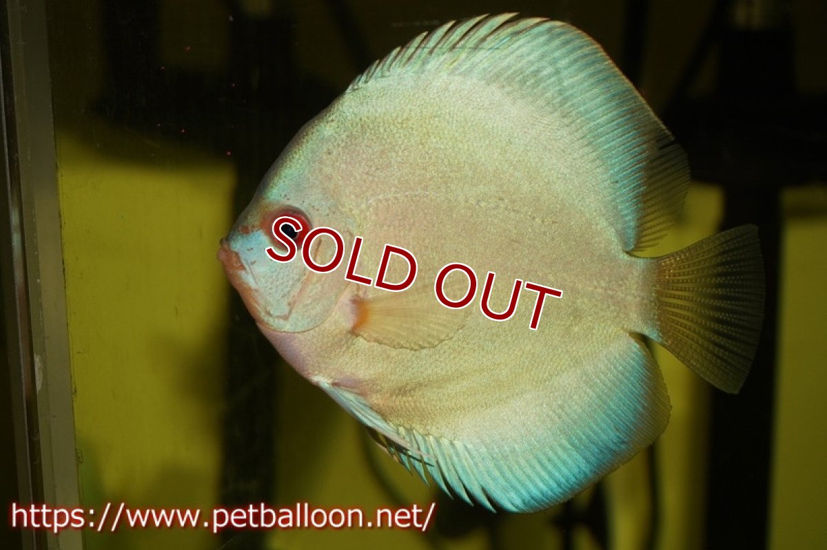 画像2: 【ディスカス】スーパーブルーダイヤモンド【１匹】【サンプル画像】9-10cm（生体）ペナン　ブリーダー コイケンロック (2)