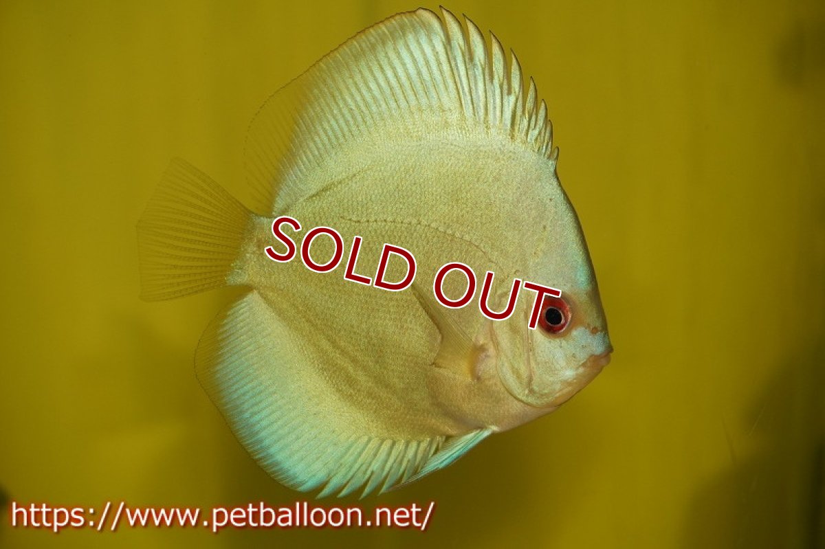 画像3: 【ディスカス】スーパーブルーダイヤモンド【１匹】【サンプル画像】9-10cm（生体）ペナン　ブリーダー コイケンロック (3)