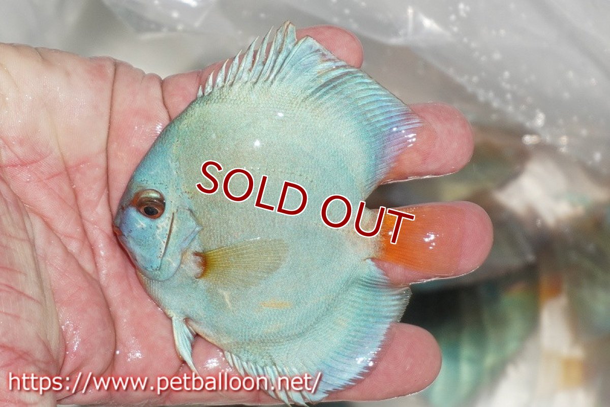 画像4: 【ディスカス】スーパーブルーダイヤモンド【3匹】【サンプル画像】9-10cm（生体）ペナン　ブリーダー コイケンロック (4)