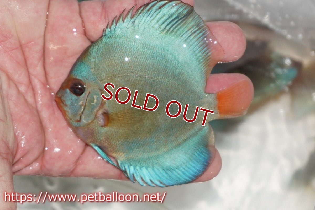 画像5: 【ディスカス】スーパーブルーダイヤモンド【3匹】【サンプル画像】9-10cm（生体）ペナン　ブリーダー コイケンロック (5)