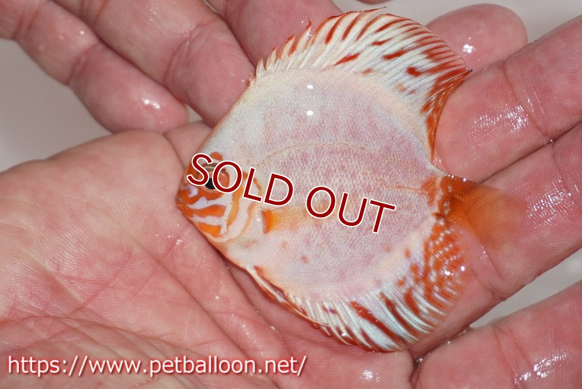 画像3: 【ディスカス】ホワイトバタフライ【１匹】【サンプル画像】6cm（生体）ペナン　ブリーダー コイケンロック (3)