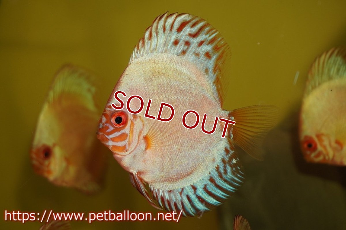 画像2: 【ディスカス】ホワイトバタフライ【3匹】【サンプル画像】6cm（生体）ペナン　ブリーダー コイケンロック (2)