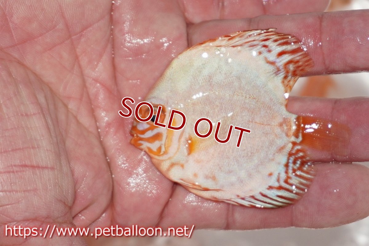 画像4: 【ディスカス】ホワイトバタフライ【3匹】【サンプル画像】6cm（生体）ペナン　ブリーダー コイケンロック (4)