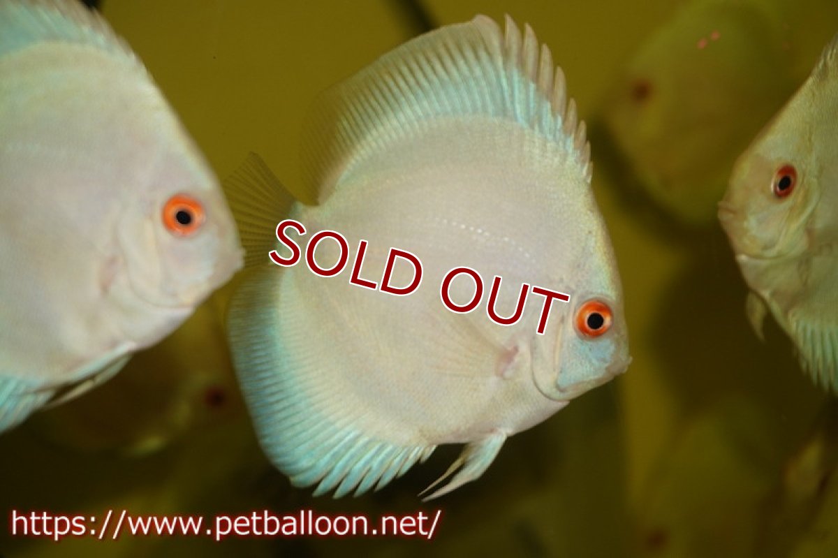 画像2: 【ディスカス】マーキュリー【１匹】【サンプル画像】6cm（生体）ペナン　ブリーダー コイケンロック (2)